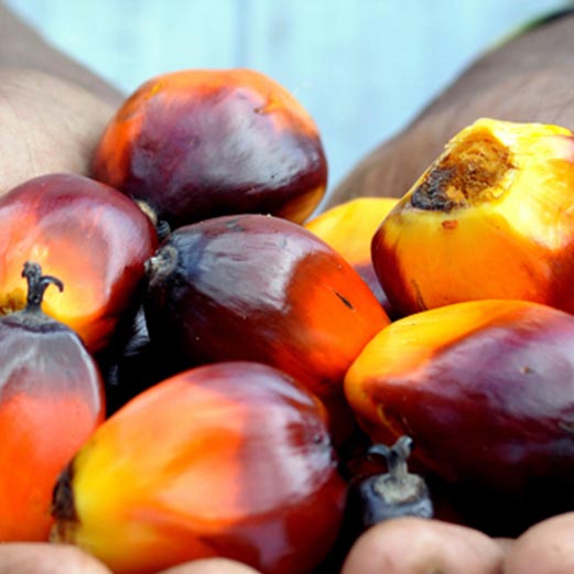 palm-oil – Watawala Plantations PLC